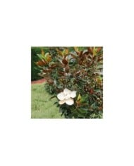 Magnolia grandiflora 'Little Gem'
