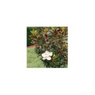 Magnolia grandiflora 'Little Gem'