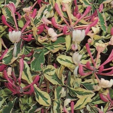 Chèvrefeuille panaché Harlequin® 'Sherlite'