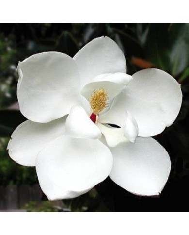 Magnolia grandiflora 'Little Gem' (fleur)