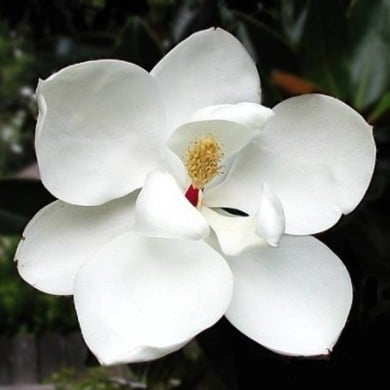 Magnolia grandiflora 'Little Gem' (fleur)
