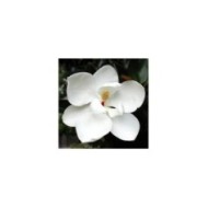 Magnolia grandiflora 'Little Gem' (fleur)