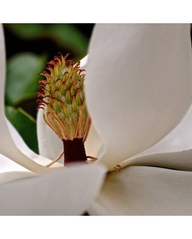 Magnolia grandiflora 'Little Gem' (fleur)