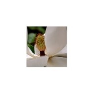 Magnolia grandiflora 'Little Gem' (fleur)
