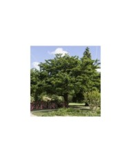 Mûrier platane stérile (Morus kagayamae) - arbre (hcast)