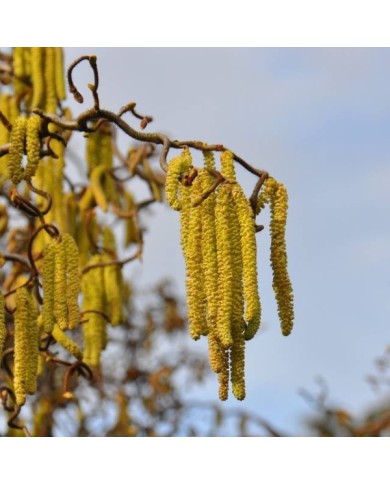 Corylus avellana Contorta - floraison (Lotus Johnson / flickr.com)