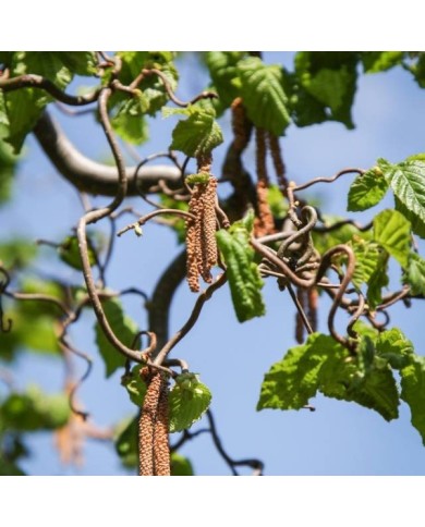Corylus avellana 'Contorta' (Maja Dumat / flickr.com)