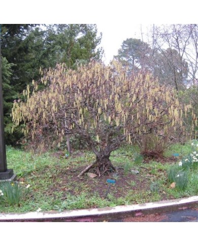 Corylus avellana Contorta - en hiver ( josh s jackson nautical2k / flickr.com)