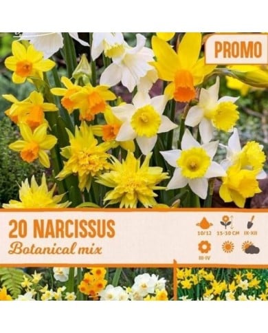 Narcisses botaniques en mélange - Lot de 20 bulbes