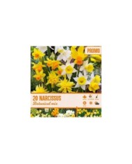 Narcisses botaniques en mélange - Lot de 20 bulbes