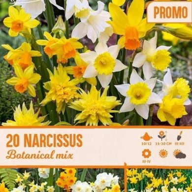 Narcisses botaniques en mélange - Lot de 20 bulbes
