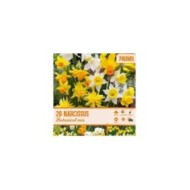 Narcisses botaniques en mélange - Lot de 20 bulbes
