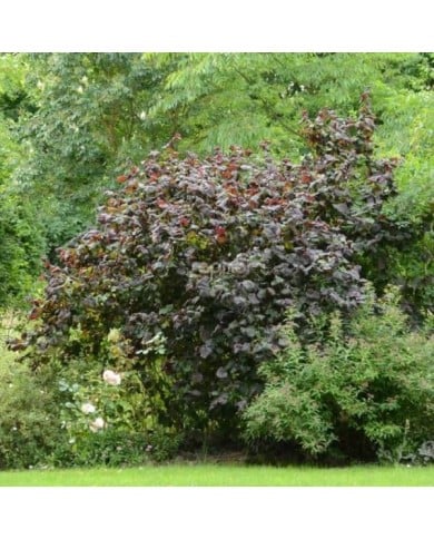 Corylus avellana 'Red Majestic' (Sapho)