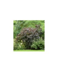Corylus avellana 'Red Majestic' (Sapho)