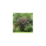 Corylus avellana 'Red Majestic' (Sapho)