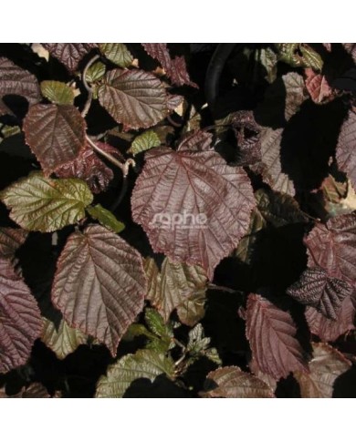 Corylus avellana 'Red Majestic' - feuillage (Sapho)
