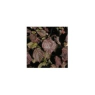 Corylus avellana 'Red Majestic' - feuillage (Sapho)
