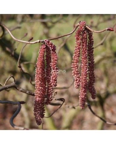 Corylus avellana 'Red Majestic' - floraison (Sapho)