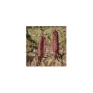 Corylus avellana 'Red Majestic' - floraison (Sapho)