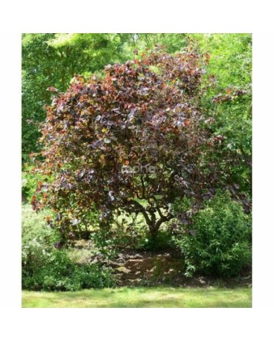 Corylus avellana 'Red Majestic'  (Sapho)