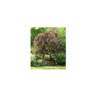 Corylus avellana 'Red Majestic'  (Sapho)