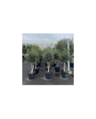 Olivier tige 20/30 Pot de 35 litres