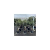 Olivier tige 20/30 Pot de 35 litres