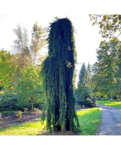 Picea abies 'Inversa' - Epicéa commun pleureur (Jan Helebrant / flickr.com)