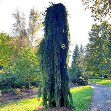 Picea abies 'Inversa' - Epicéa commun pleureur (Jan Helebrant / flickr.com)