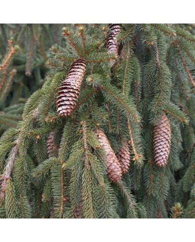 Picea abies 'Inversa' - Epicéa commun pleureur (F. D. Richards / flickr.com)