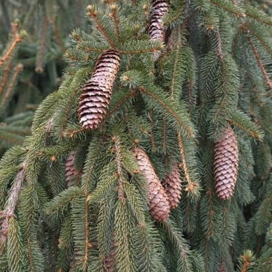 Picea abies 'Inversa' - Epicéa commun pleureur (F. D. Richards / flickr.com)