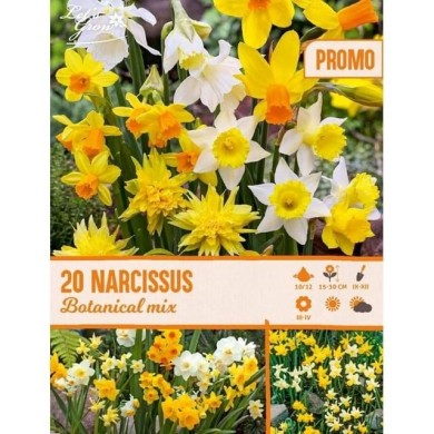 Narcisses botaniques en mélange - Lot de 20 bulbes