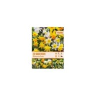 Narcisses botaniques en mélange - Lot de 20 bulbes