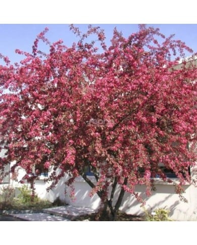 Malus COCCINELLA® 'Courtarou' - vue d'ensemble - Sapho