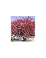 Malus COCCINELLA® 'Courtarou' - vue d'ensemble - Sapho