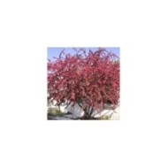 Malus COCCINELLA® 'Courtarou' - vue d'ensemble - Sapho