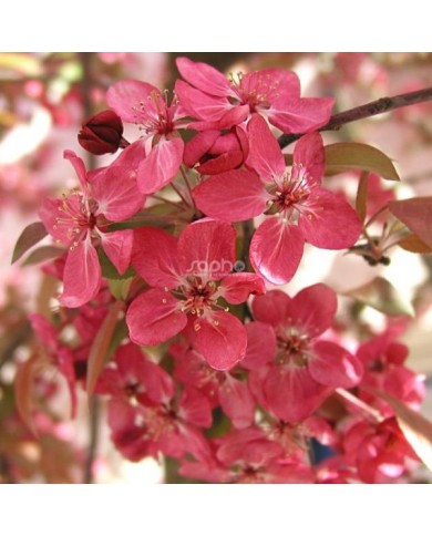 Malus COCCINELLA® 'Courtarou' - fleurs - Sapho