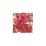 Malus COCCINELLA® 'Courtarou' - fleurs - Sapho