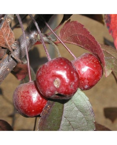 Malus COCCINELLA® 'Courtarou' - fruits - Sapho