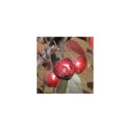 Malus COCCINELLA® 'Courtarou' - fruits - Sapho