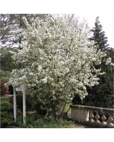 Malus PERPETU® 'Evereste' - vue d'ensemble - Sapho