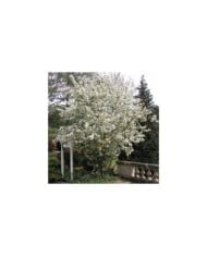 Malus PERPETU® 'Evereste' - vue d'ensemble - Sapho