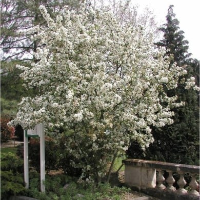 Malus PERPETU® 'Evereste' - vue d'ensemble - Sapho