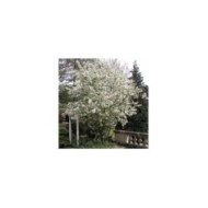 Malus PERPETU® 'Evereste' - vue d'ensemble - Sapho