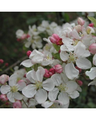 Malus PERPETU® 'Evereste' - fleurs - Sapho