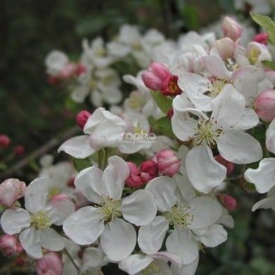 Malus PERPETU® 'Evereste' - fleurs - Sapho