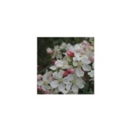 Malus PERPETU® 'Evereste' - fleurs - Sapho