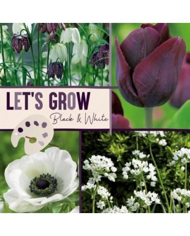Let's Grow - Noir & Blanc - lot de 40 bulbes