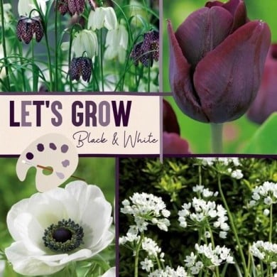 Let's Grow - Noir & Blanc - lot de 40 bulbes