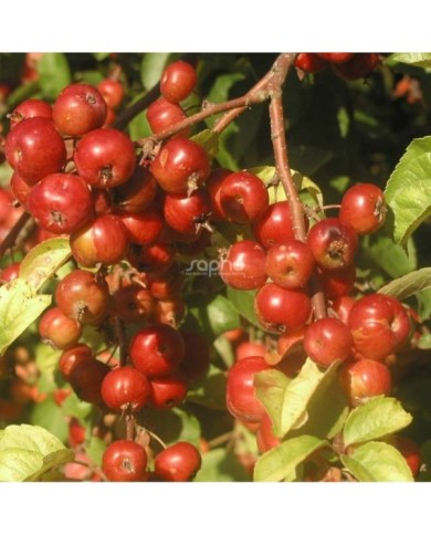 Malus PERPETU® 'Evereste' - fruits - Sapho